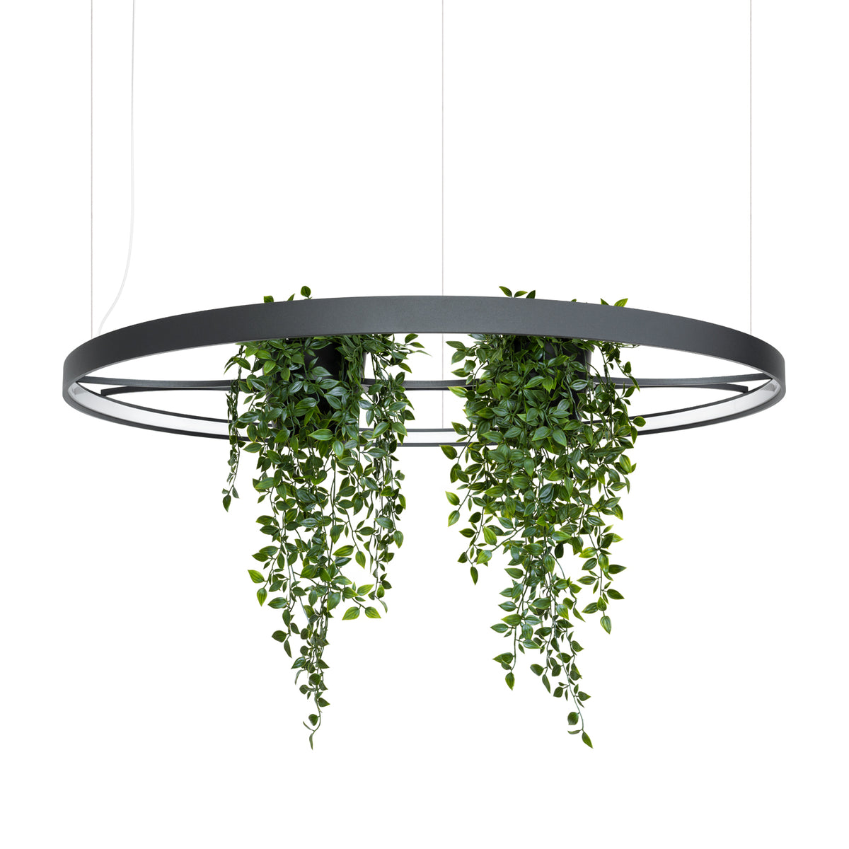 Lustre circulaire noir suspendu garni de plantes vertes retombantes sur fond blanc