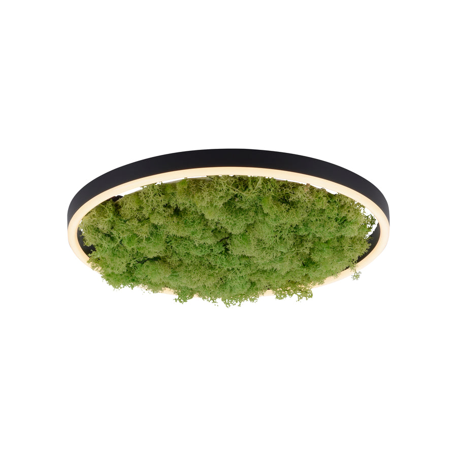 Plafonnier Green Ritus, L 39,3 cm