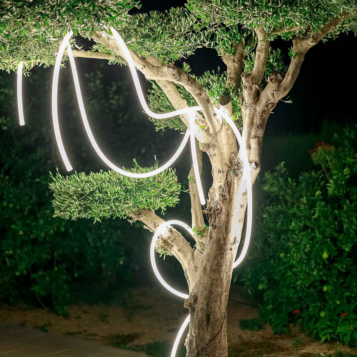 Gros plan sur le tronc et les branches d'olivier, tube LED blanc formant des boucles lumineuses.